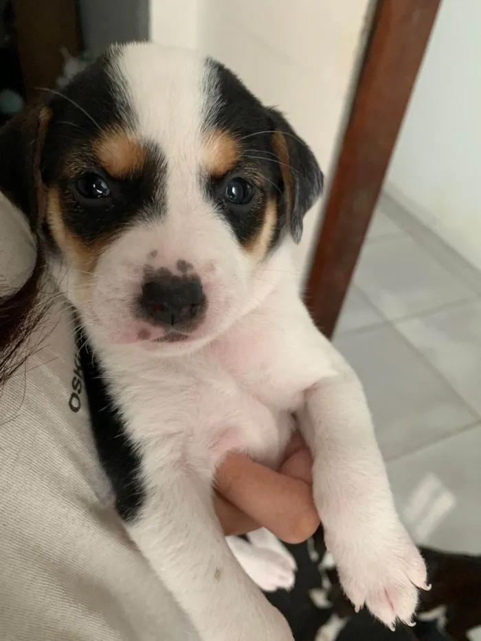 Cachorro ra a SRD-ViraLata idade Abaixo de 2 meses nome Doa-se filhotes ?? 