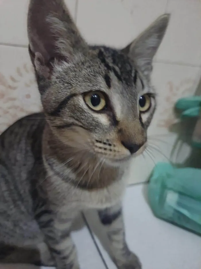 Gato ra a SRD-ViraLata idade 2 a 6 meses nome Simba