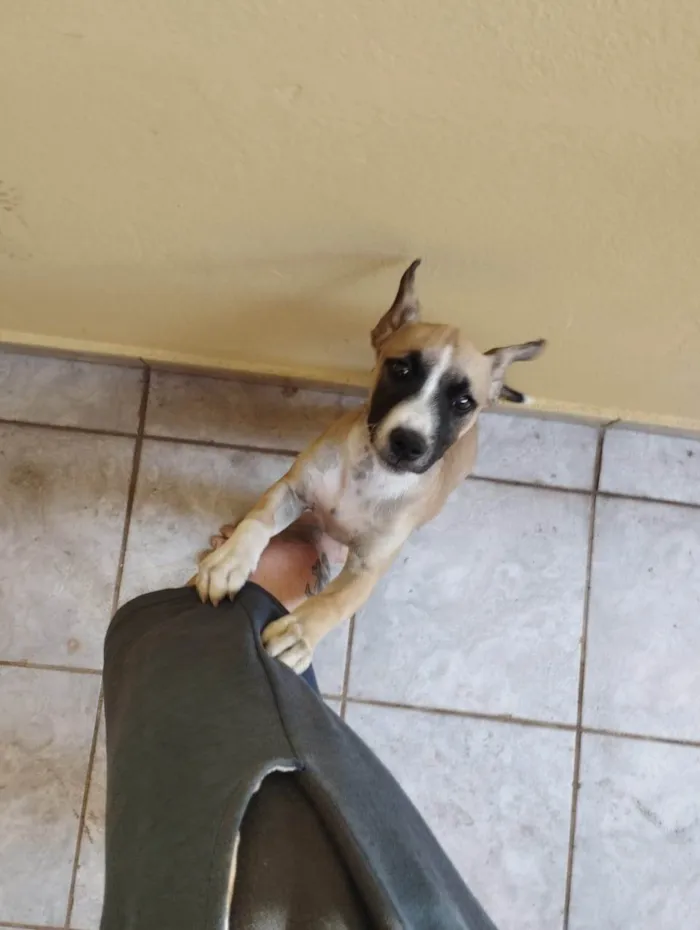 Cachorro ra a SRD-ViraLata idade 7 a 11 meses nome cam