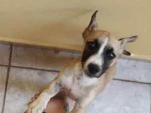 Cachorro raça SRD-ViraLata idade 7 a 11 meses nome cam