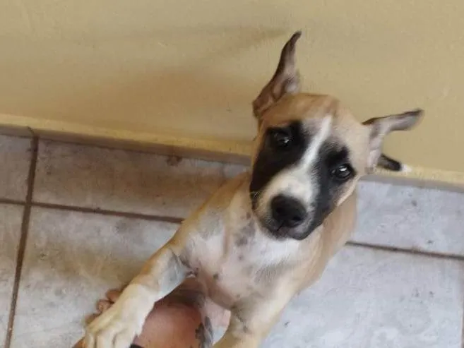 Cachorro ra a SRD-ViraLata idade 7 a 11 meses nome cam