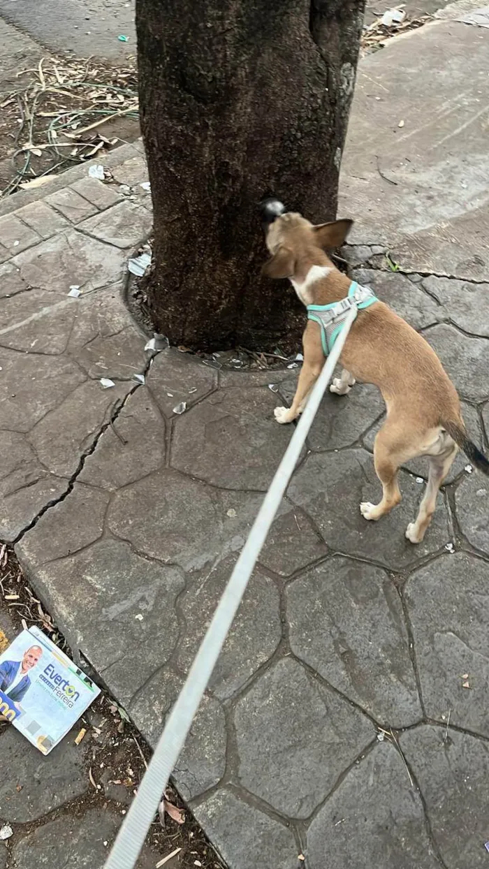 Cachorro ra a SRD-ViraLata idade 7 a 11 meses nome cam