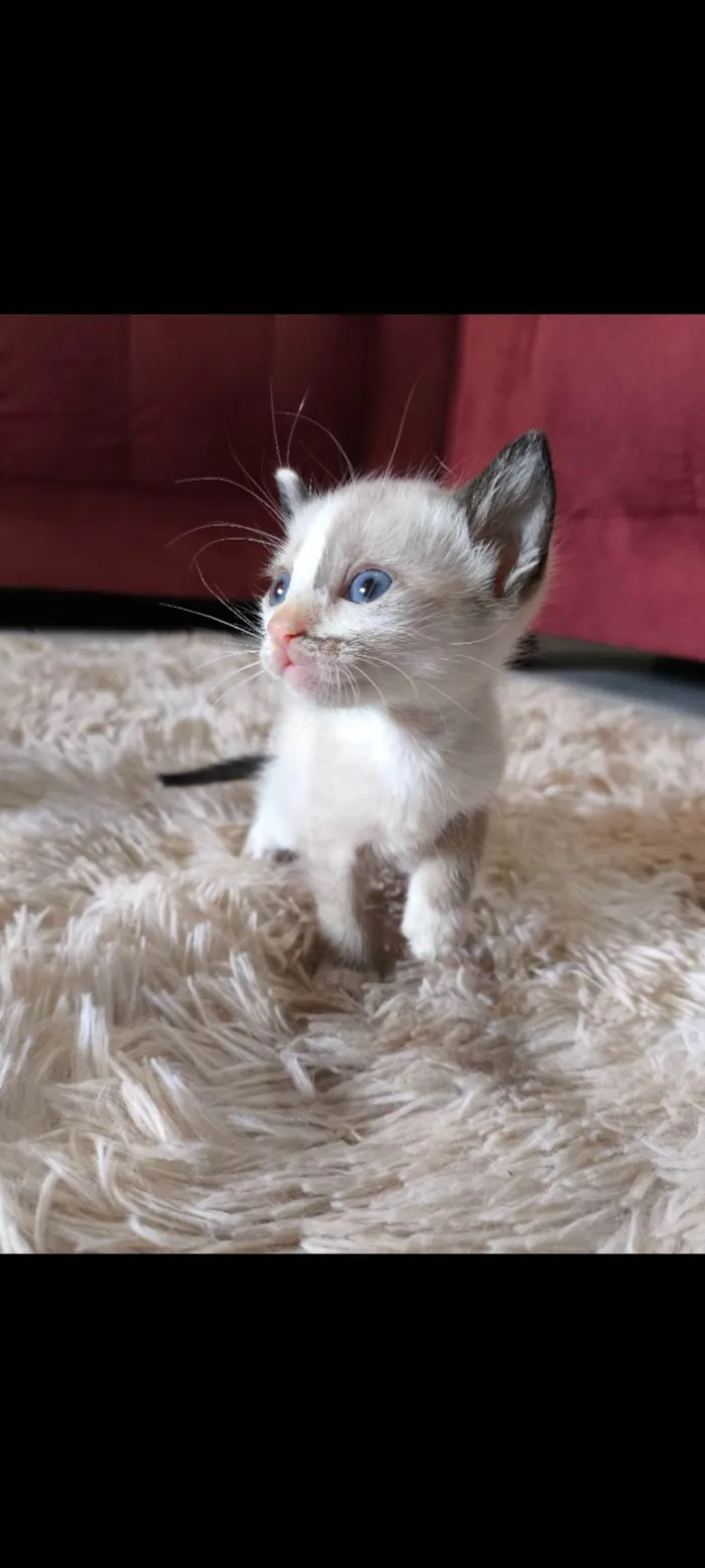 Gato ra a Siamês idade 2 a 6 meses nome Morceguinha 