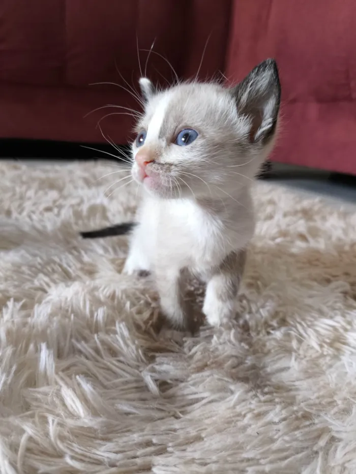 Gato ra a Siamês idade 2 a 6 meses nome Morceguinha 