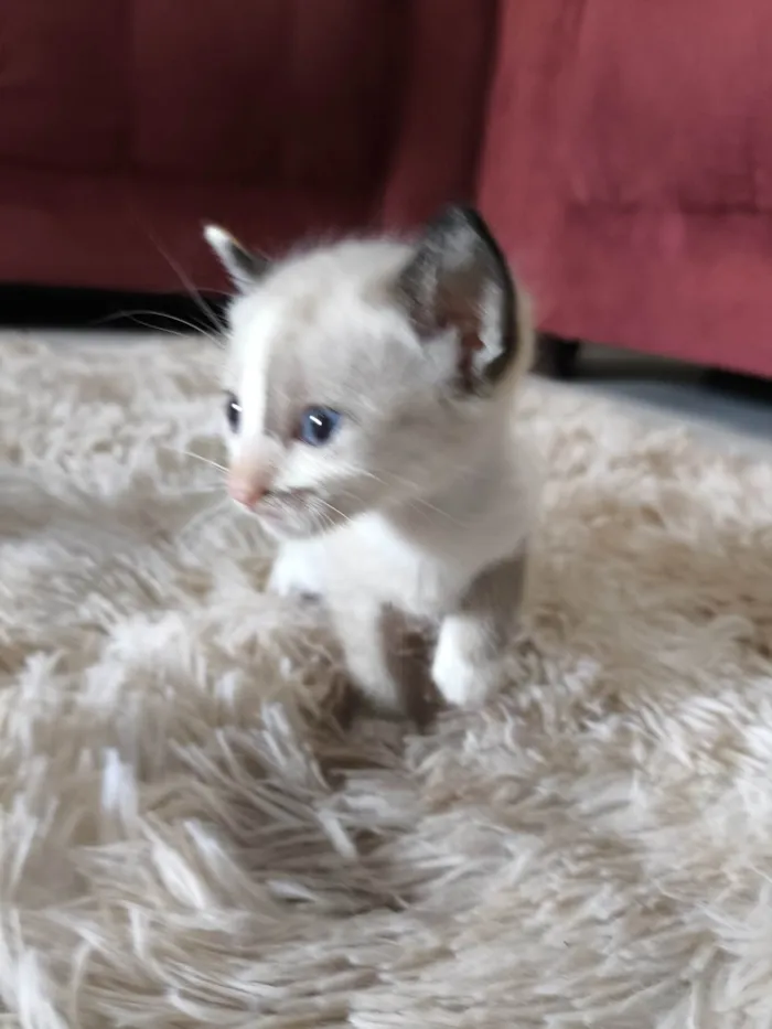 Gato ra a Siamês idade 2 a 6 meses nome Morceguinha 