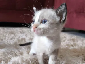 Gato raça Siamês idade 2 a 6 meses nome Morceguinha 