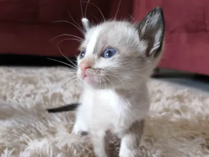 Gato raça Siamês idade 2 a 6 meses nome Morceguinha 