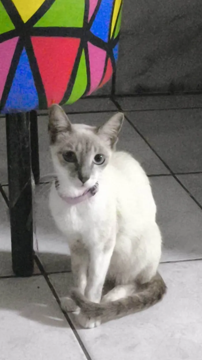 Gato ra a Siamês idade 7 a 11 meses nome Freya