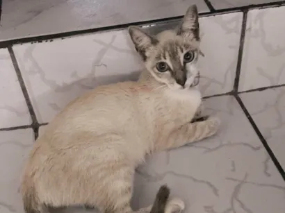 Gato raça Siamês idade 7 a 11 meses nome Freya