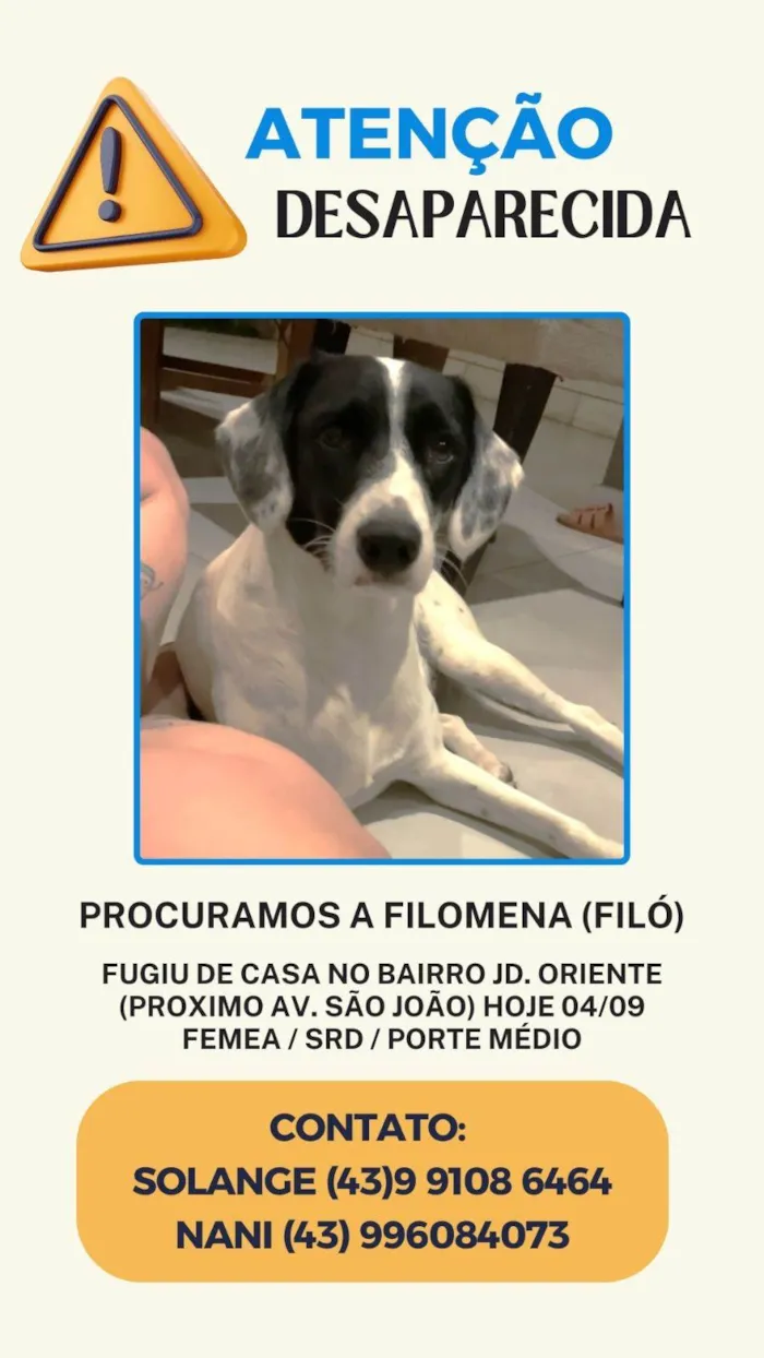 Cachorro ra a SRD-ViraLata idade 2 anos nome Filomena