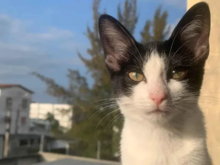 Gato ra a SRD-ViraLata idade 2 a 6 meses nome Gatinha 