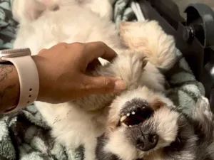 Cachorro raça Lhasa Apso idade 4 anos nome Apólo