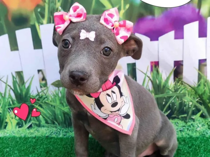 Cachorro ra a Pit-Bull idade 2 a 6 meses nome Bia