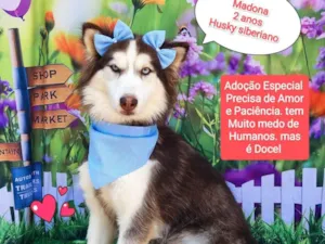 Cachorro raça Husky Siberiano idade 2 anos nome Madonna 