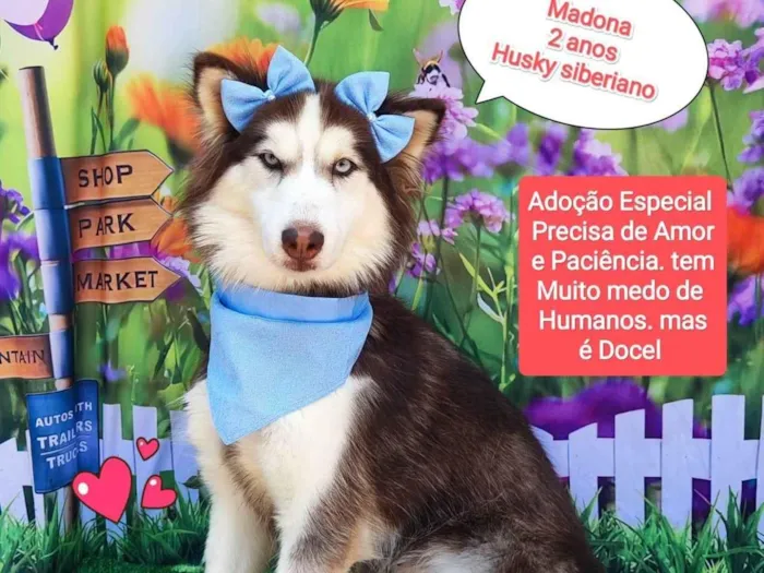 Cachorro ra a Husky Siberiano idade 2 anos nome Madonna 