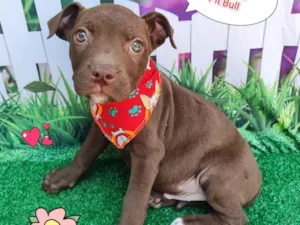 Cachorro raça Pit-Bull idade 2 a 6 meses nome Jonas 