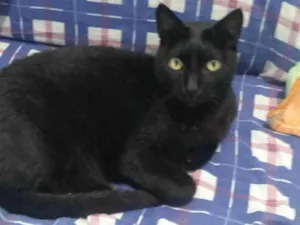 Gato raça SRD-ViraLata idade 3 anos nome Pantera