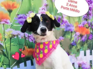 Cachorro raça SRD-ViraLata idade 2 anos nome Dama