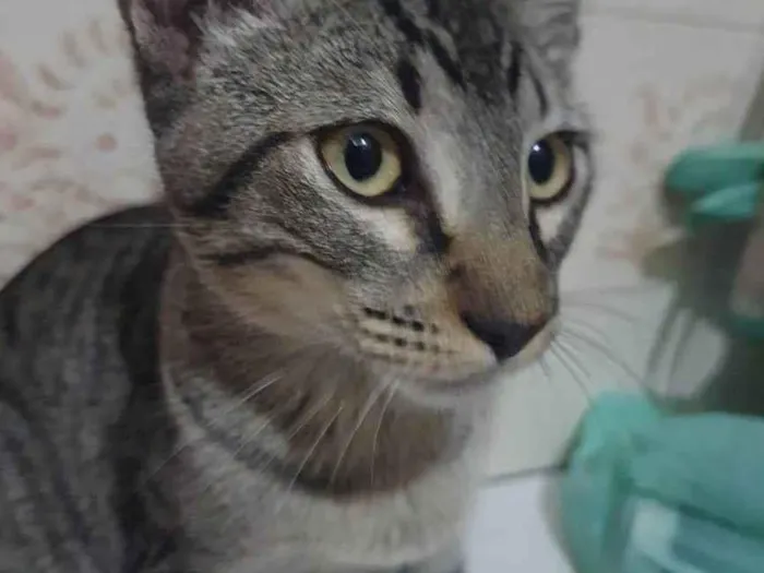 Gato ra a SRD-ViraLata idade 2 a 6 meses nome Simba