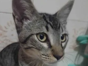 Gato raça SRD-ViraLata idade 2 a 6 meses nome Simba