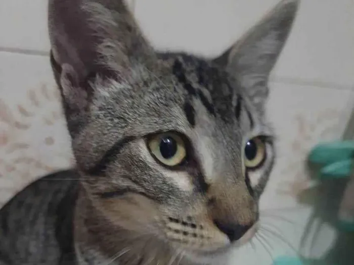 Gato ra a SRD-ViraLata idade 2 a 6 meses nome Simba