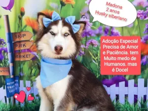 Cachorro raça Husky Siberiano idade 2 anos nome Madonna 