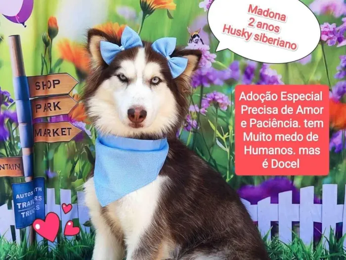 Cachorro ra a Husky Siberiano idade 2 anos nome Madonna 