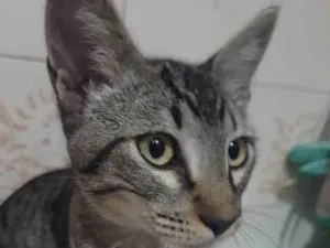 Gato raça SRD-ViraLata idade 2 a 6 meses nome Simba 