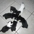 Adote Cãozinhos 