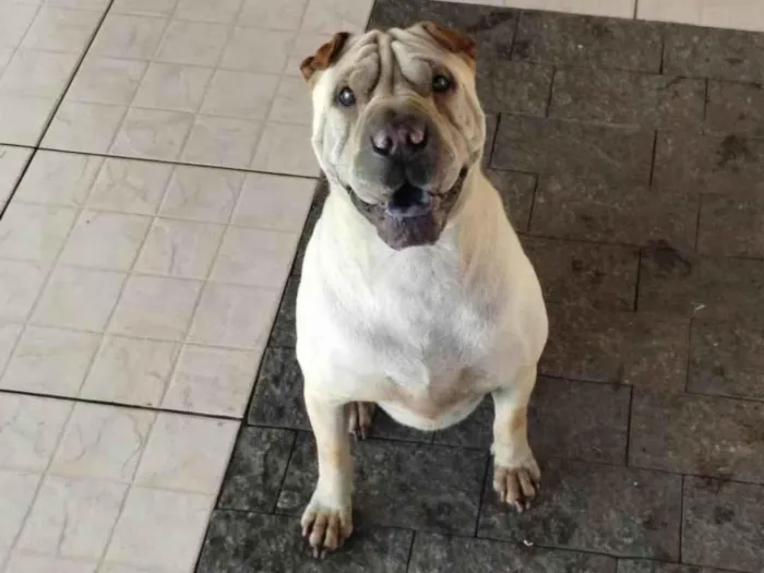 Cachorro ra a Shar Pei idade 6 ou mais anos nome Thor