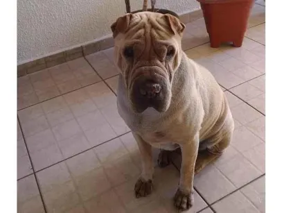 Cachorro raça Shar Pei idade 6 ou mais anos nome Thor