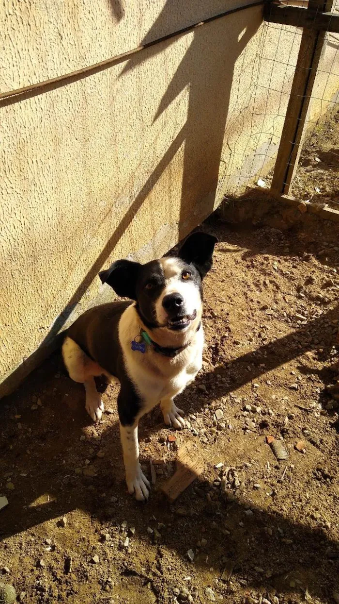 Cachorro ra a SRD-ViraLata idade 6 ou mais anos nome Marley