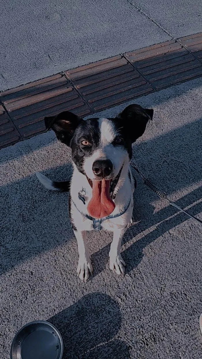 Cachorro ra a SRD-ViraLata idade 6 ou mais anos nome Marley