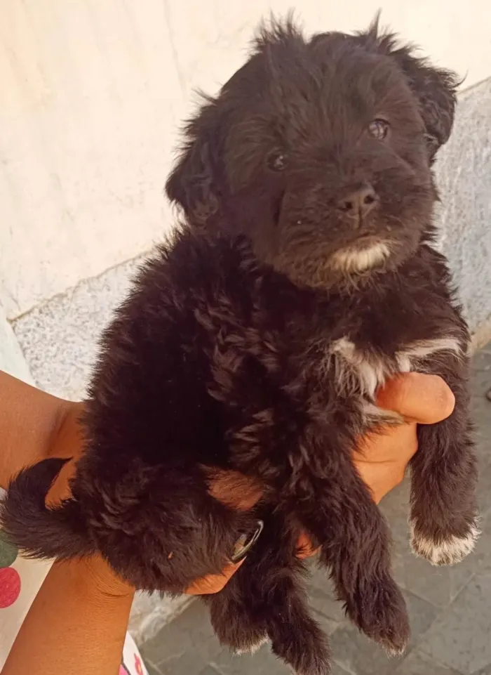 Cachorro ra a Poodle idade 2 a 6 meses nome Rana