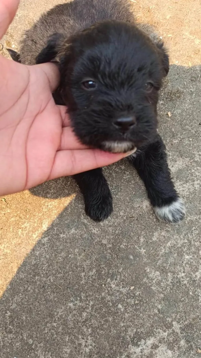 Cachorro ra a Poodle idade 2 a 6 meses nome Rana