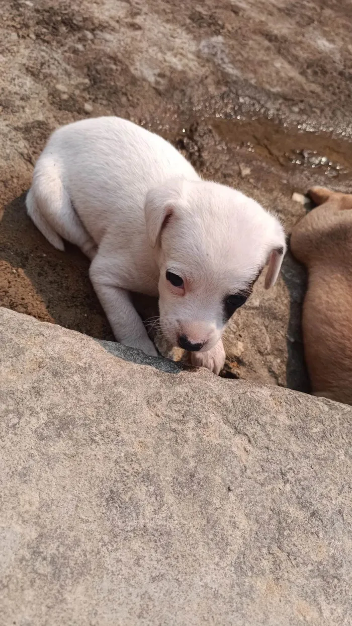 Cachorro ra a Poodle idade 2 a 6 meses nome Nina