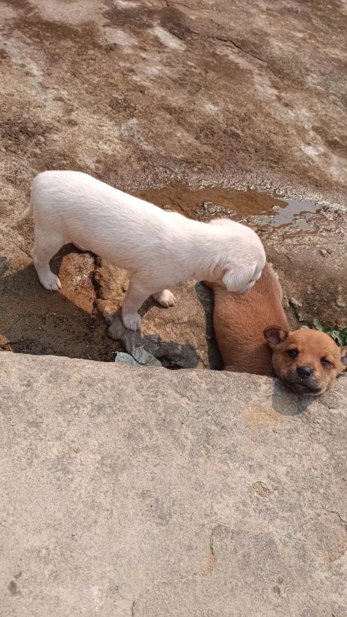 Cachorro ra a Poodle idade 2 a 6 meses nome Nina