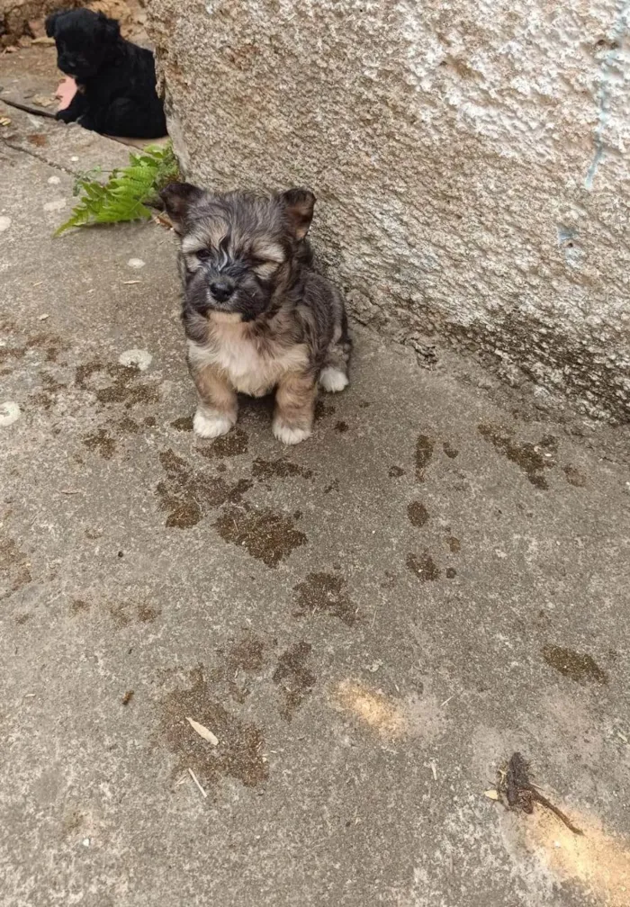 Cachorro ra a Poodle idade 2 a 6 meses nome Mila