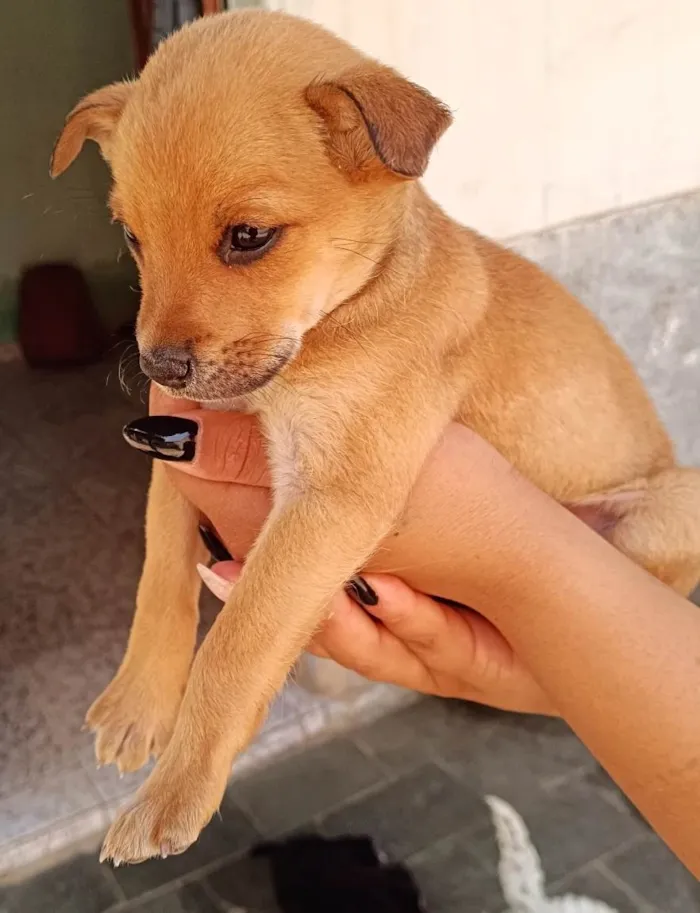 Cachorro ra a Poodle idade 2 a 6 meses nome Mole