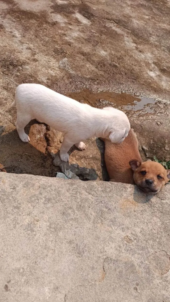 Cachorro ra a Poodle idade 2 a 6 meses nome Mole