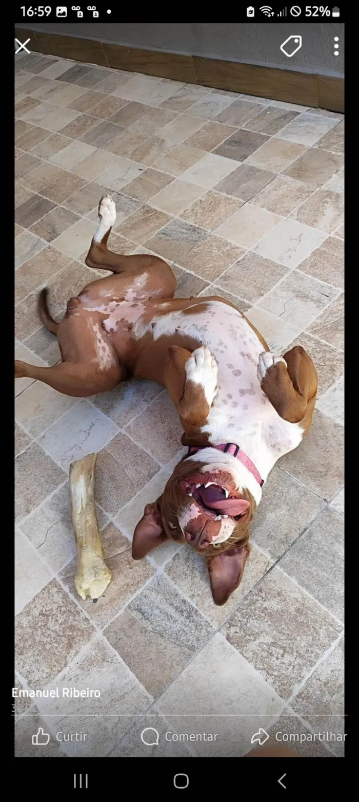 Cachorro ra a Pit-Bull idade 1 ano nome Ronda