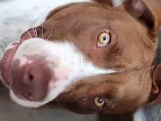 Cachorro ra a Pit-Bull idade 1 ano nome Ronda