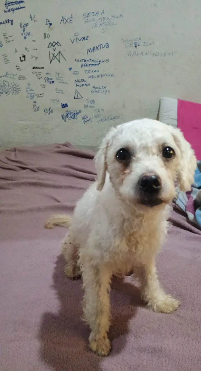 Cachorro ra a SRD-ViraLata idade 1 ano nome Pérola 