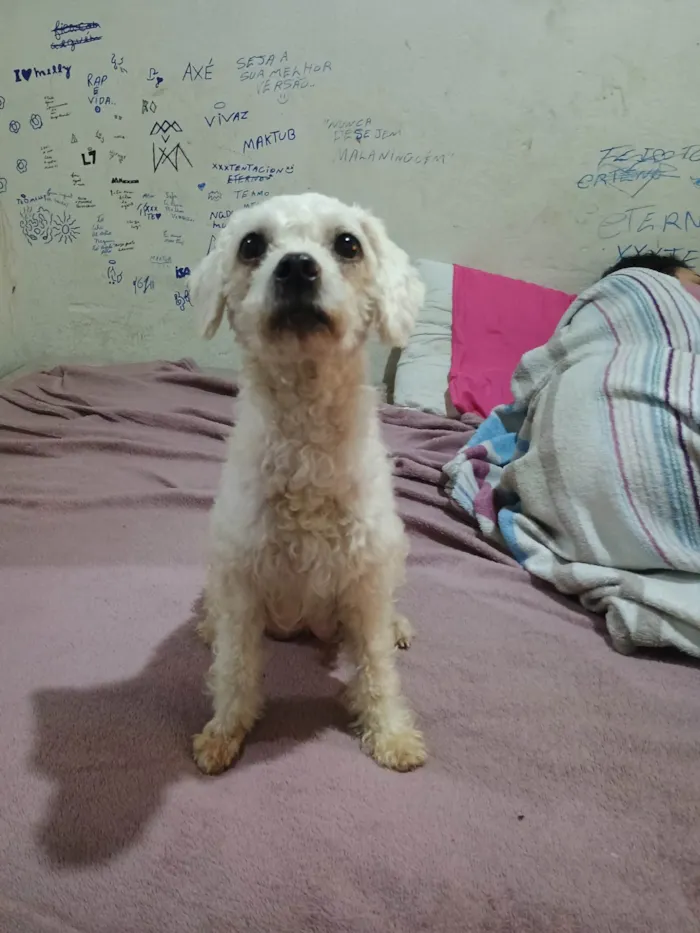 Cachorro ra a SRD-ViraLata idade 1 ano nome Pérola 