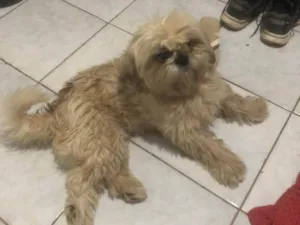 Cachorro raça Shitzu idade 2 anos nome Nick