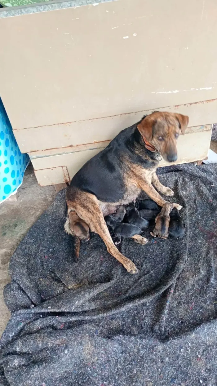 Cachorro ra a Pit-Bull idade Abaixo de 2 meses nome Eles não tem nome ainda e já foram doados