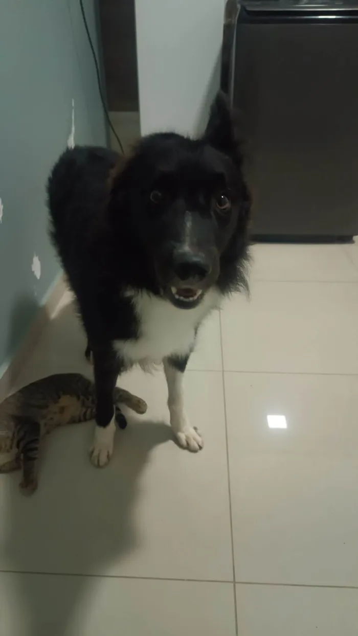 Cachorro ra a Border Collie  idade 2 anos nome Oreo