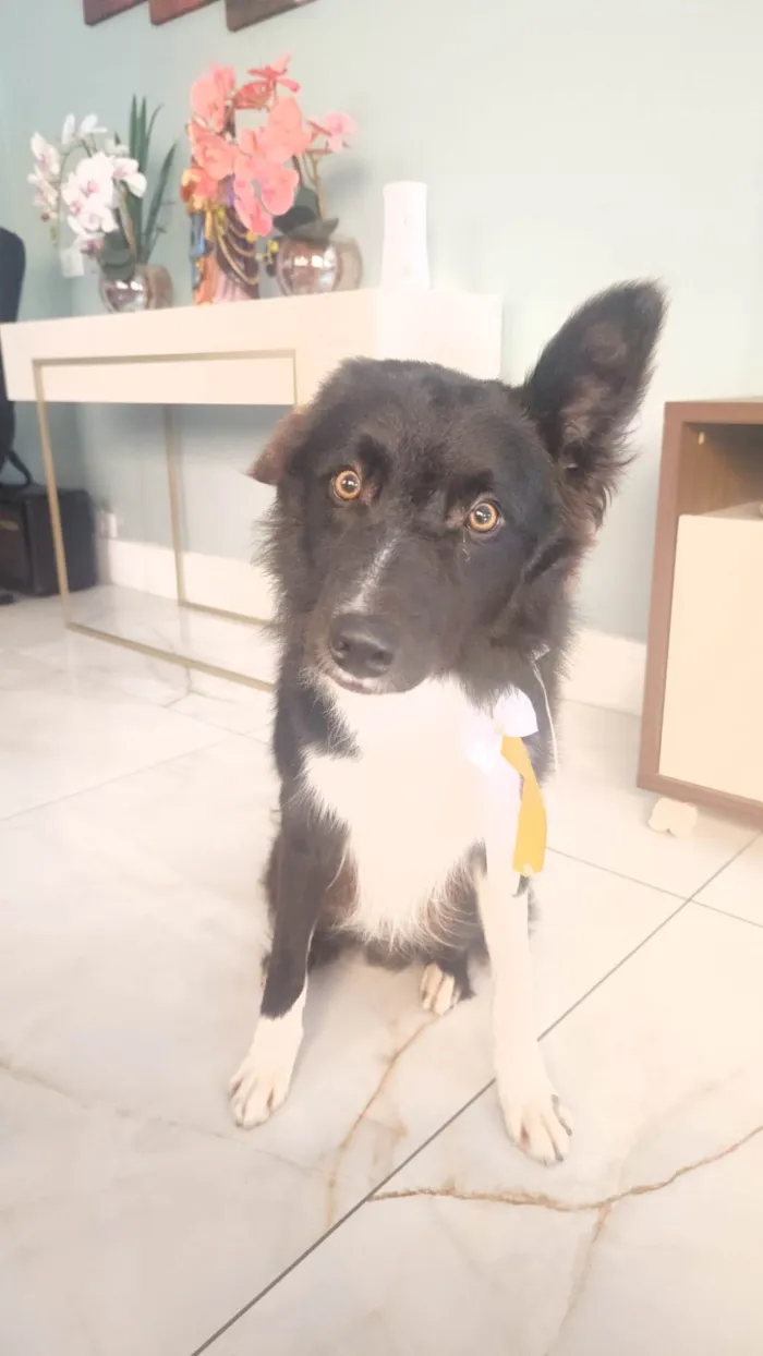 Cachorro ra a Border Collie  idade 2 anos nome Oreo