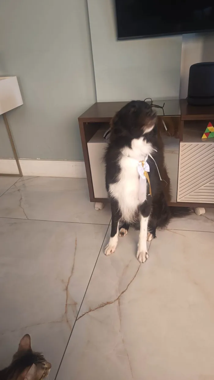 Cachorro ra a Border Collie  idade 2 anos nome Oreo