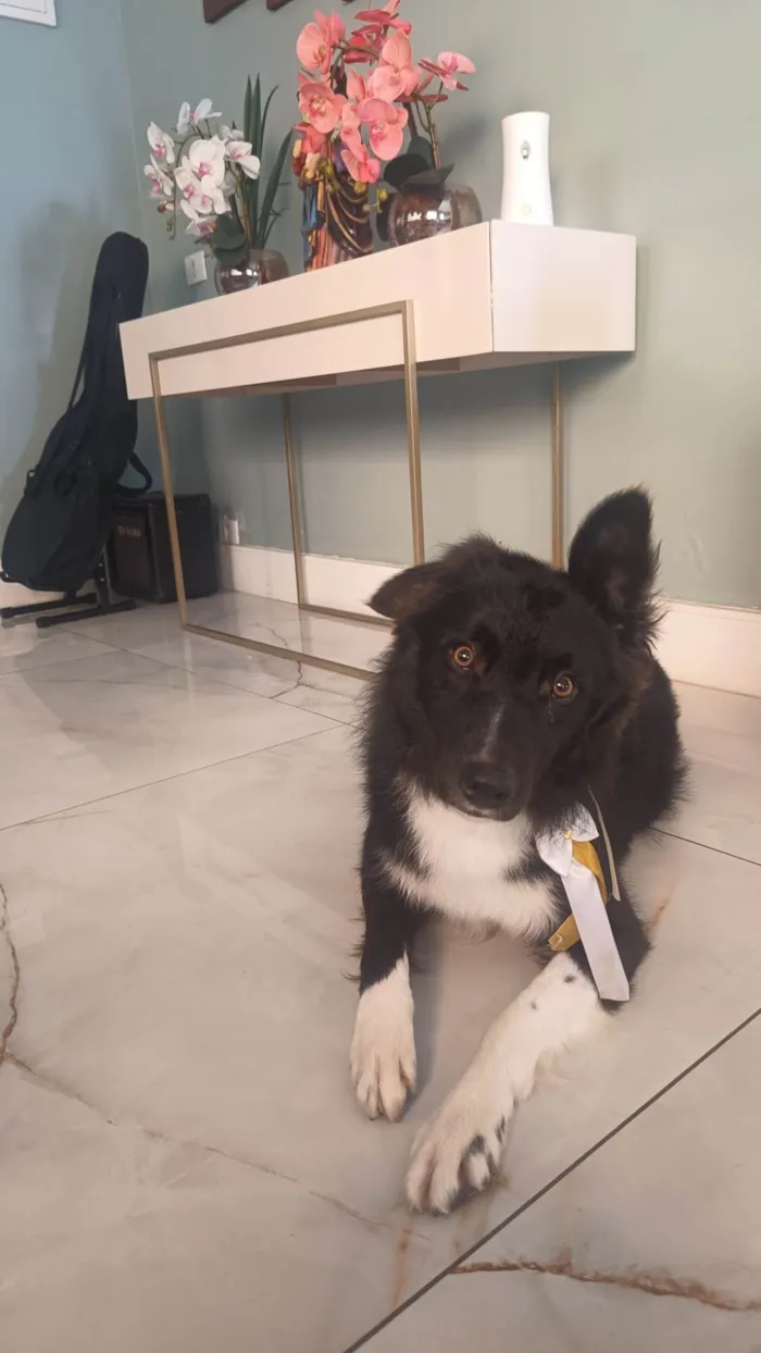 Cachorro ra a Border Collie  idade 2 anos nome Oreo